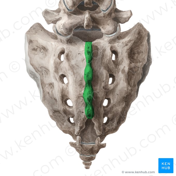 Median sacral crest (Crista sacralis mediana); Image: Liene Znotina