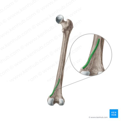 Linha supracondilar medial do fêmur (Linea supracondylaris medialis femoris); Imagem: Liene Znotina