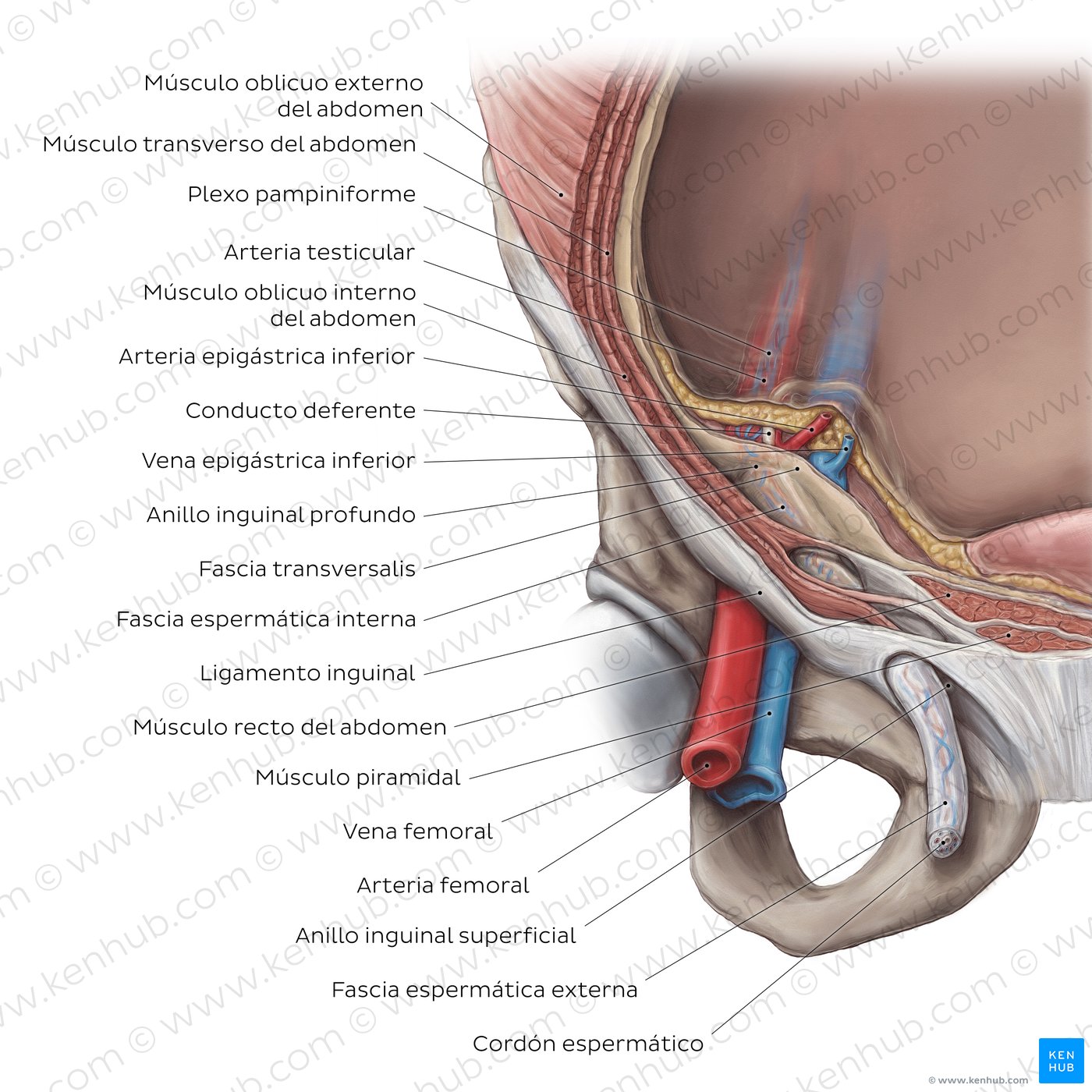 Visión general del conducto inguinal