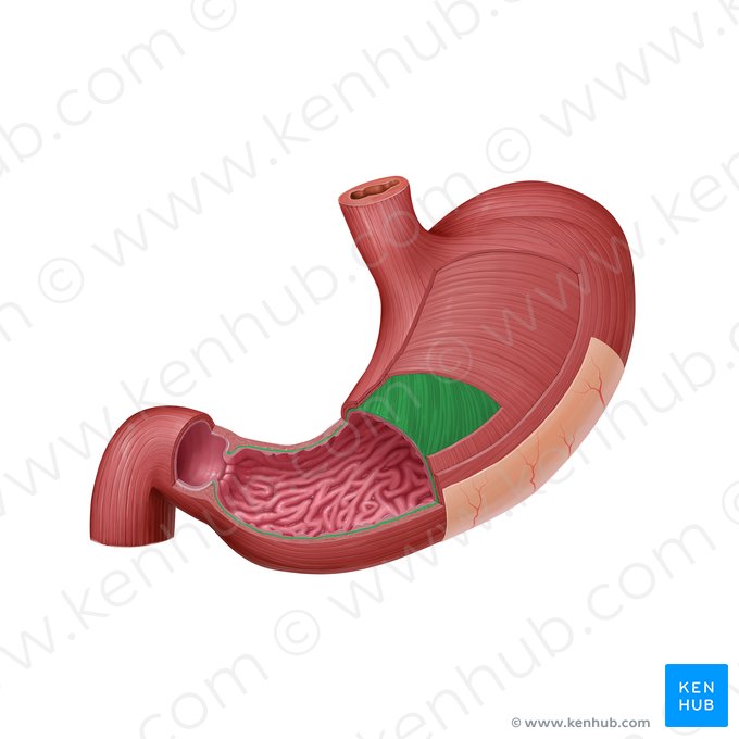 Fibras oblíquas do revestimento muscular do estômago (Fibrae obliquae tunicae muscularis gastris); Imagem: Paul Kim