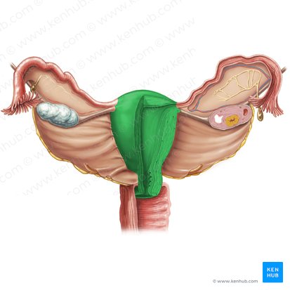 Útero (Uterus); Imagen: Samantha Zimmerman