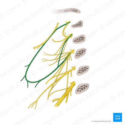 Ansa cervicalis (Halsnervenschlinge); Bild: Begoña Rodriguez