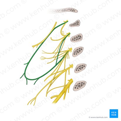 Asa cervical (Ansa cervicalis); Imagen: Rebecca Betts