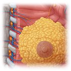 Blood vessels of the female breast