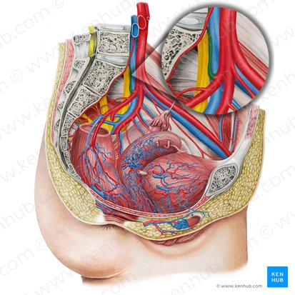 Left iliolumbar artery (Arteria iliolumbalis sinistra); Image: Irina Münstermann