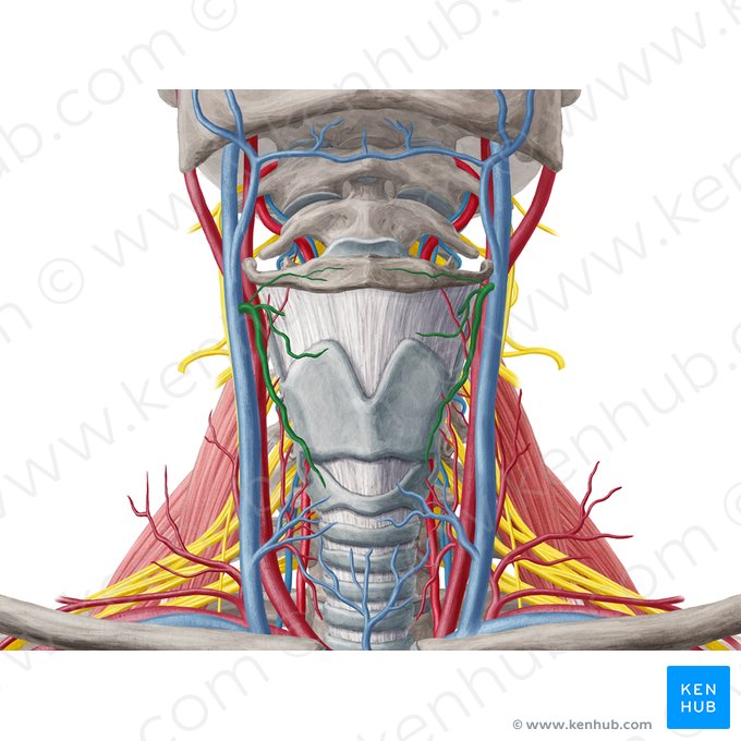 Vena tiroidea superior (Vena thyroidea superior); Imagen: Yousun Koh