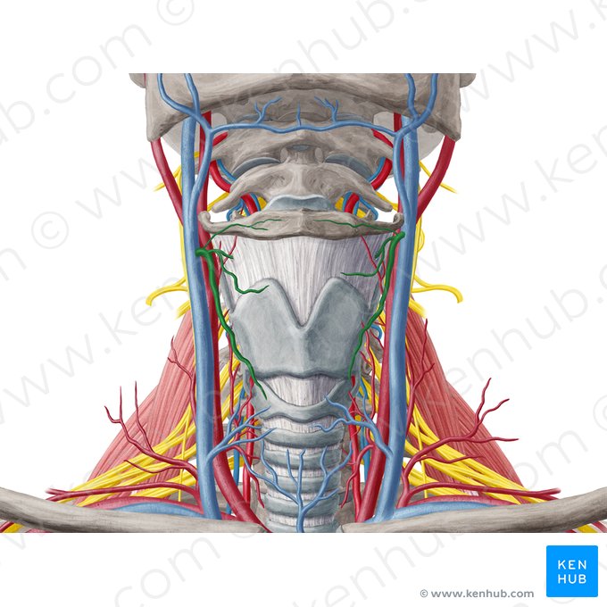 Superior thyroid vein (Vena thyroidea superior); Image: Yousun Koh