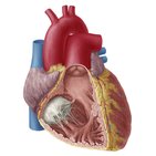 Anatomy of the heart
