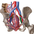 Vena iliaca externa