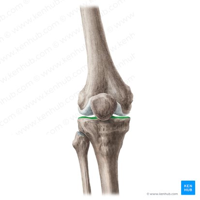 Tibial plateau (Planum tibiae); Image: Liene Znotina