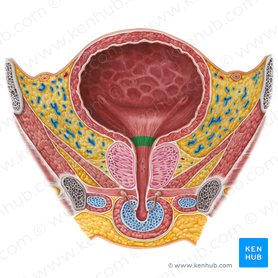 Cervix vesicae urinariae (Hals der Harnblase); Bild: Irina Münstermann