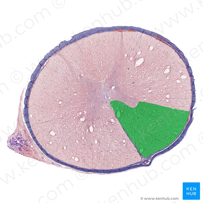 Cordón anterior de la médula espinal (Funiculus anterior medullae spinalis); Imagen: 