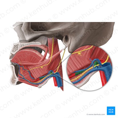 Lingual artery (Arteria lingualis); Image: Begoña Rodriguez