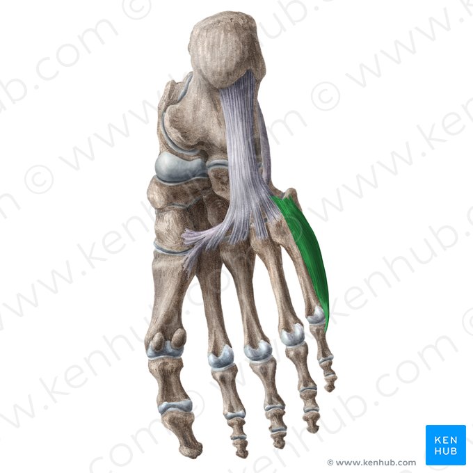 Muscle opposant du petit orteil du pied (Musculus opponens digiti minimi pedis); Image : Liene Znotina