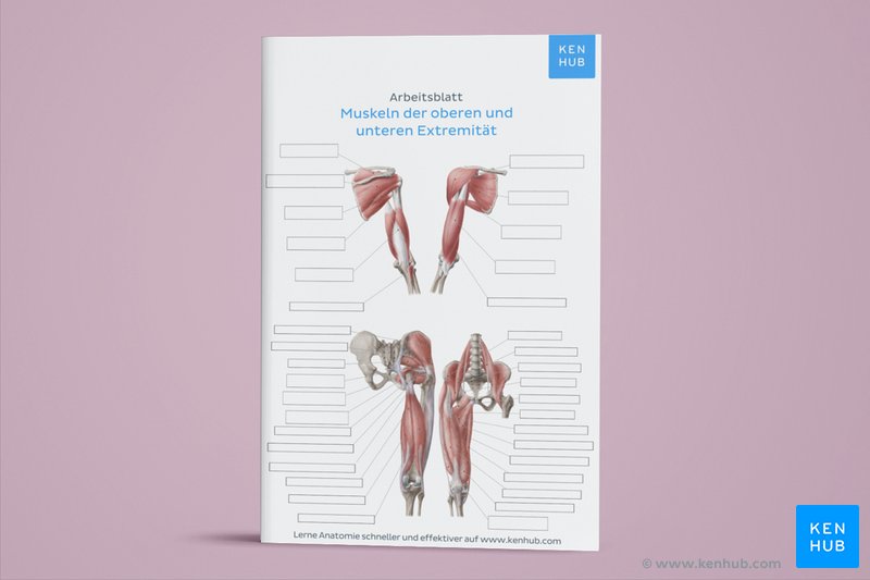 Muskeln Arbeitsblatt unbeschriftet zum Selbstausfüllen