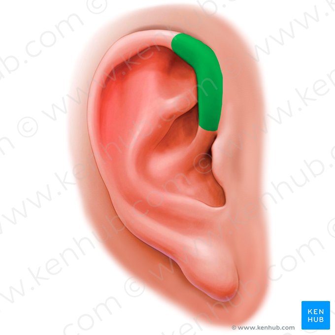 Crus of helix (Crus helicis); Image: Paul Kim