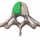 Thoracic vertebrae