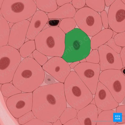 Smooth muscle cell (Myocytus levis); Image: Tal Bavli Ziv
