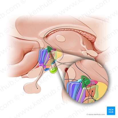 Núcleo paraventricular do hipotálamo (Nucleus paraventricularis hypothalami); Imagem: Paul Kim