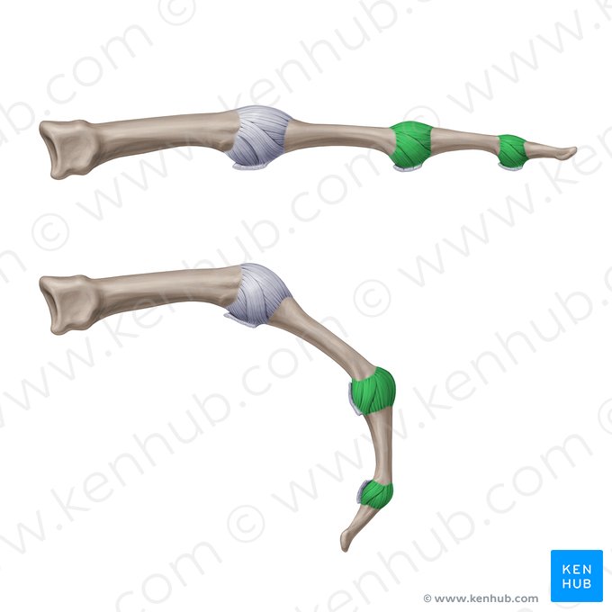 Collateral interphalangeal ligaments of hand (Ligamenta interphalangea collateralia manus); Image: Paul Kim