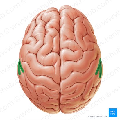 Sulco lateral (Sulcus lateralis); Imagem: Paul Kim