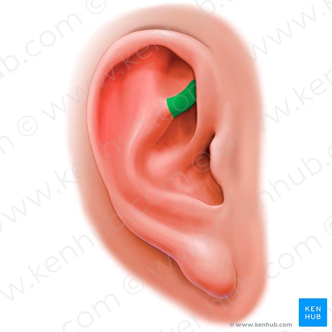 Anterior crus of antihelix (Crus anterior antihelicis); Image: Paul Kim