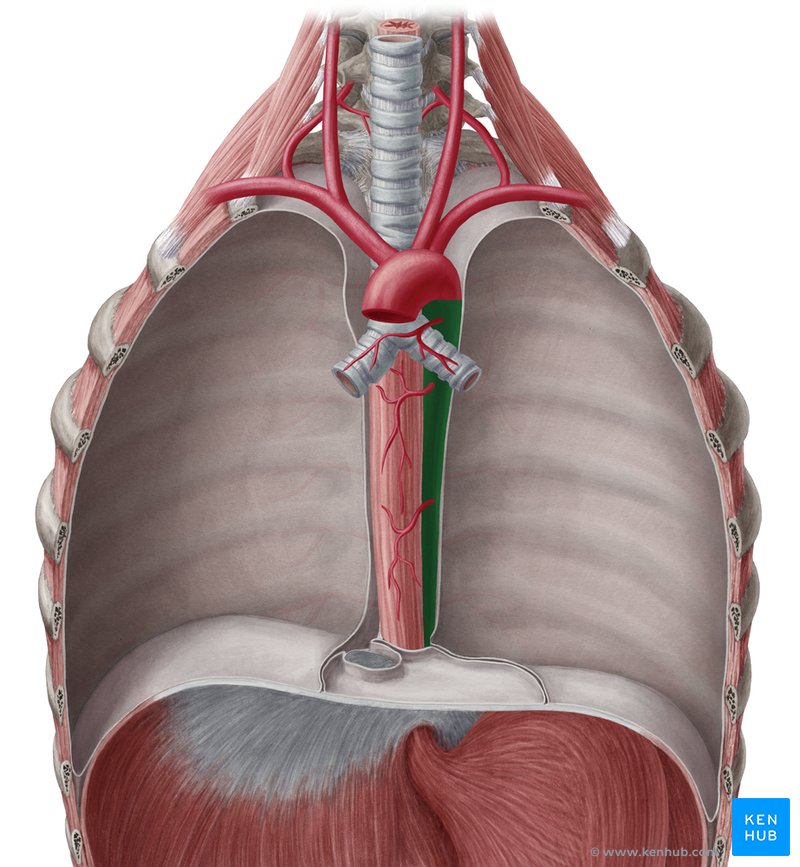 Artéria aorta torácica - vista anterior (verde)