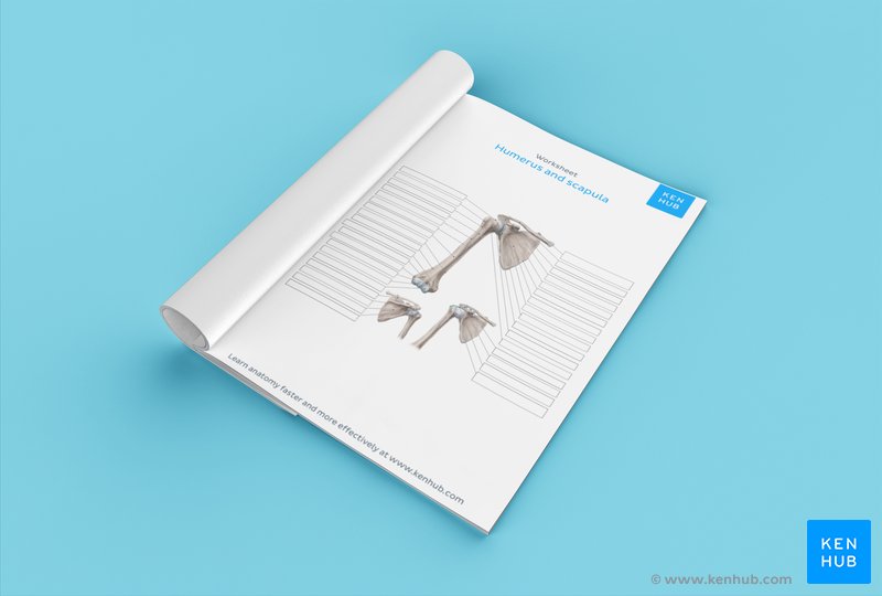 Download this unlabeled scapula worksheet below 