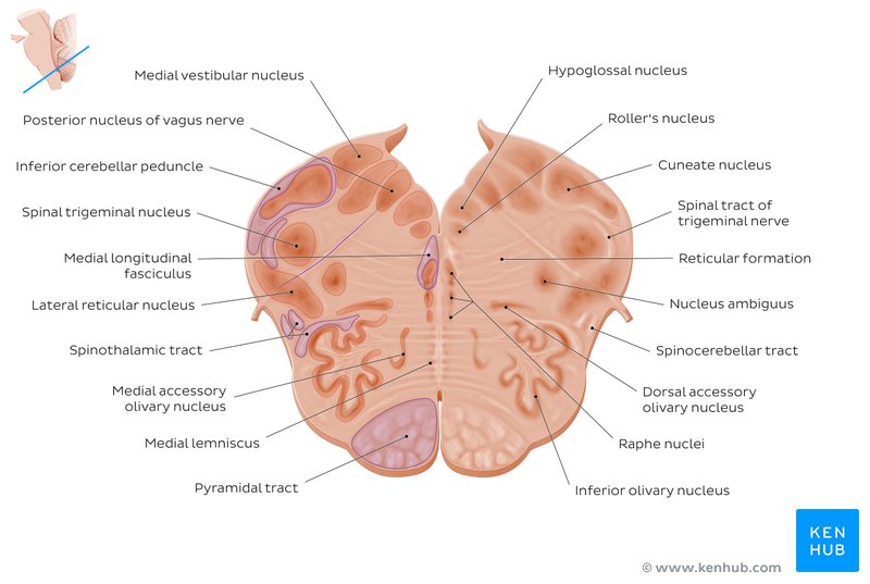 Brainstem Definition, anatomy, parts, function Kenhub