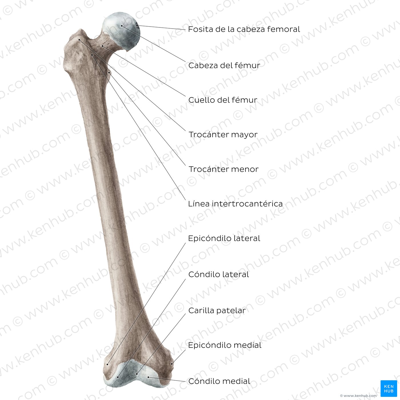 Anatomía del fémur: Vista anterior