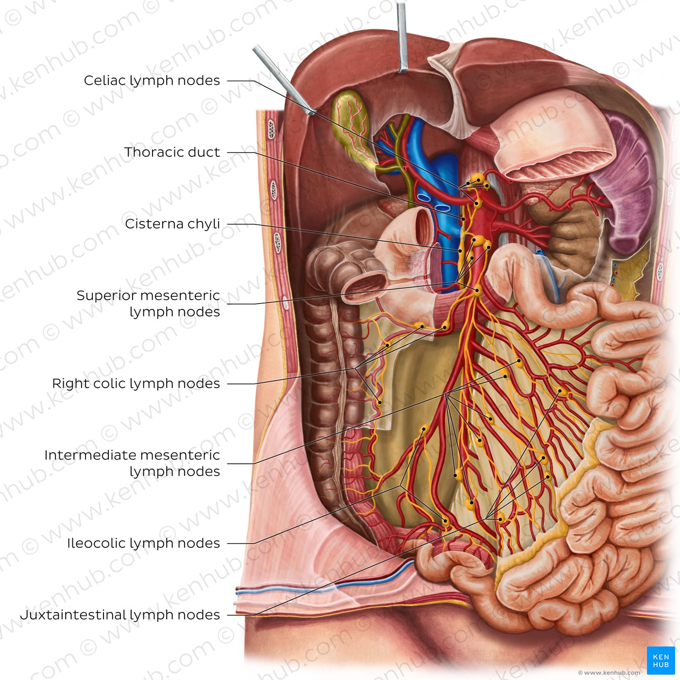 Lymph nodes of the small intestine