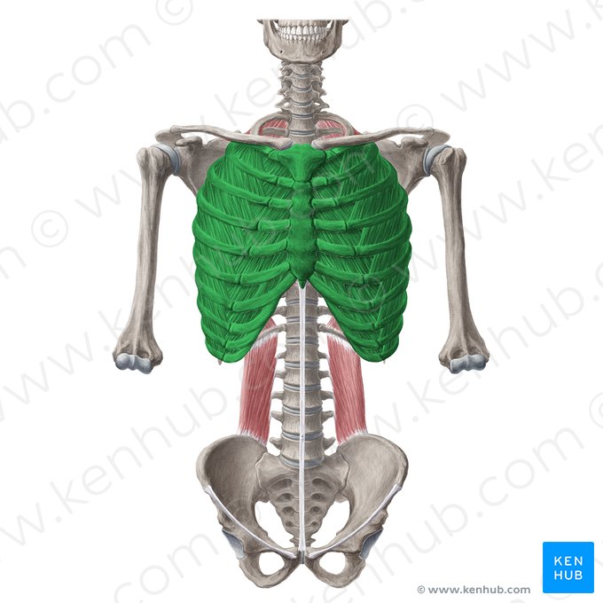 Thoracic wall (Paries thoracis); Image: Yousun Koh