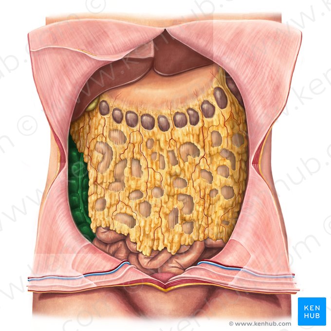 Ascending colon (Colon ascendens); Image: Irina Münstermann