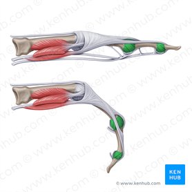 Ligamenta interphalangea collateralia manus (Seitenbänder der Interphalangealgelenke der Hand); Bild: Yousun Koh
