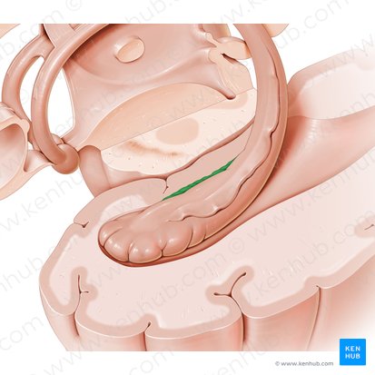 Giro dentado (Gyrus dentatus); Imagen: Paul Kim