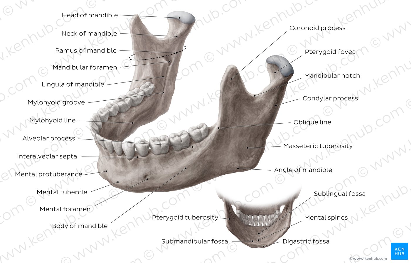 The Mandible Anatomy Structures Fractures Kenhub