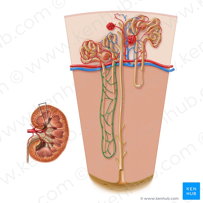 Vasos rectos del riñón (Arteriola recta renis); Imagen: Paul Kim