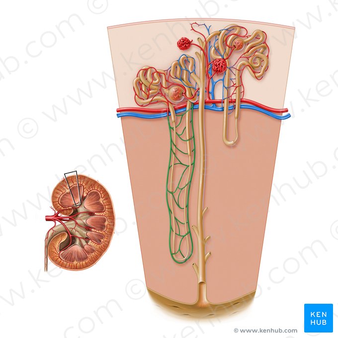 Arteriola recta renis (Gerade Arteriole der Niere); Bild: Paul Kim