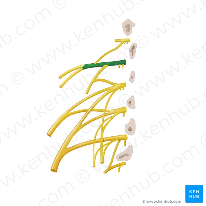 Ramo anterior del nervio espinal L1 (Ramus anterior nervi spinalis L1); Imagen: Begoña Rodriguez