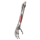 Musculus abductor pollicis longus