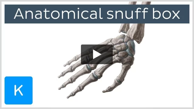 Anatomical Snuffbox: Borders, contents and anatomy