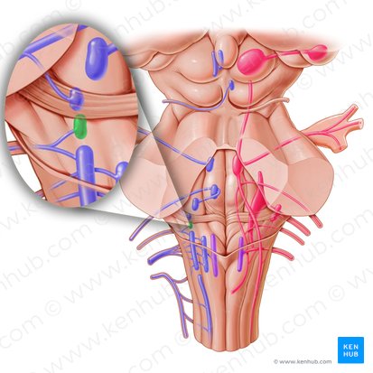 Núcleo salival inferior (Nucleus salivatorius inferior); Imagen: Paul Kim