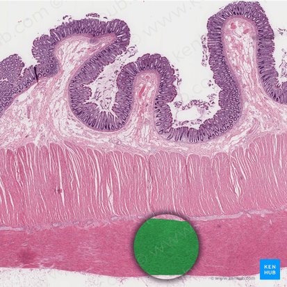 Capa longitudinal externa de la túnica muscular (Stratum longitudinale externum tunicae muscularis); Imagen: 