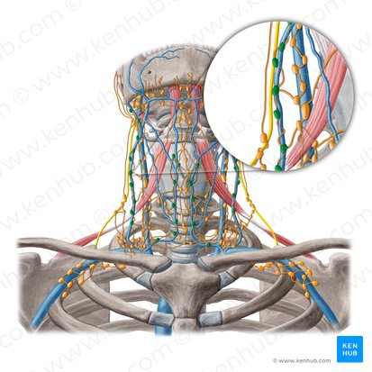 Ganglios linfáticos cervicales superficiales (Nodi lymphoidei cervicales superficiales); Imagen: Yousun Koh