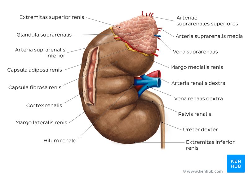 Anatomie der Nieren, Ureter und Nebennieren