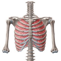 Thoracic wall