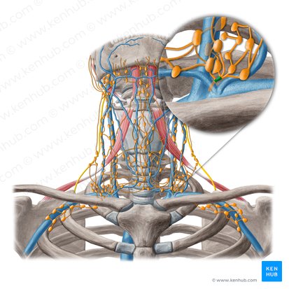 Tronco jugular (Truncus lymphatic jugularis); Imagem: Yousun Koh