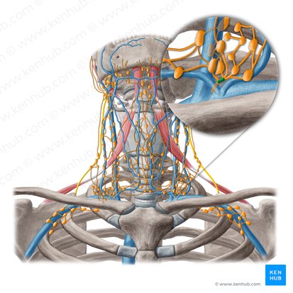Jugular lymphatic trunk (Truncus lymphatic jugularis); Image: Yousun Koh