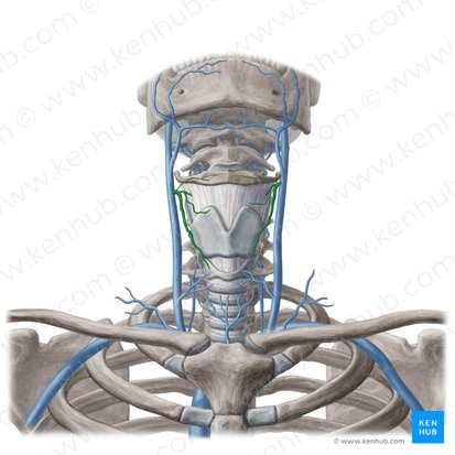 Superior thyroid vein (Vena thyroidea superior); Image: Yousun Koh