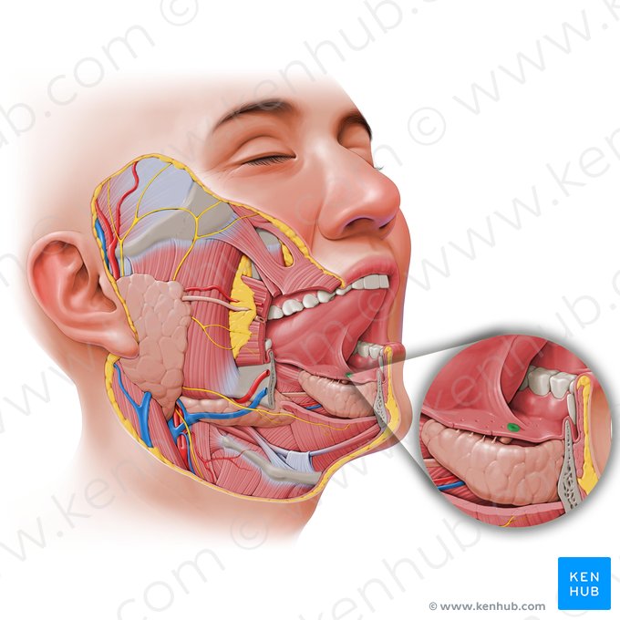 Carúncula sublingual (Caruncula sublingualis); Imagem: Paul Kim